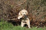 GOLDEN RETRIEVER 016